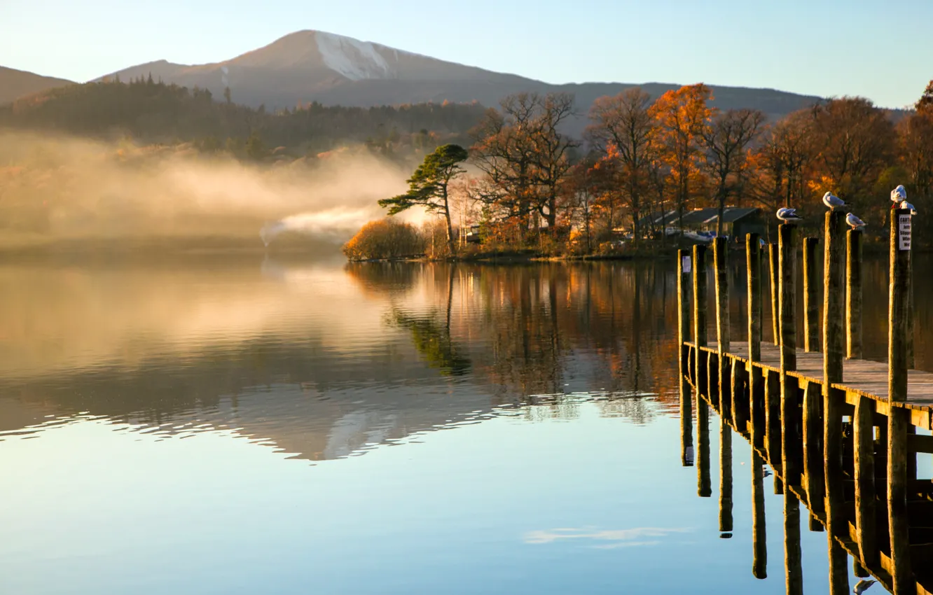 Photo wallpaper autumn, water, trees, mountains, fog, lake, Seagull, Morning