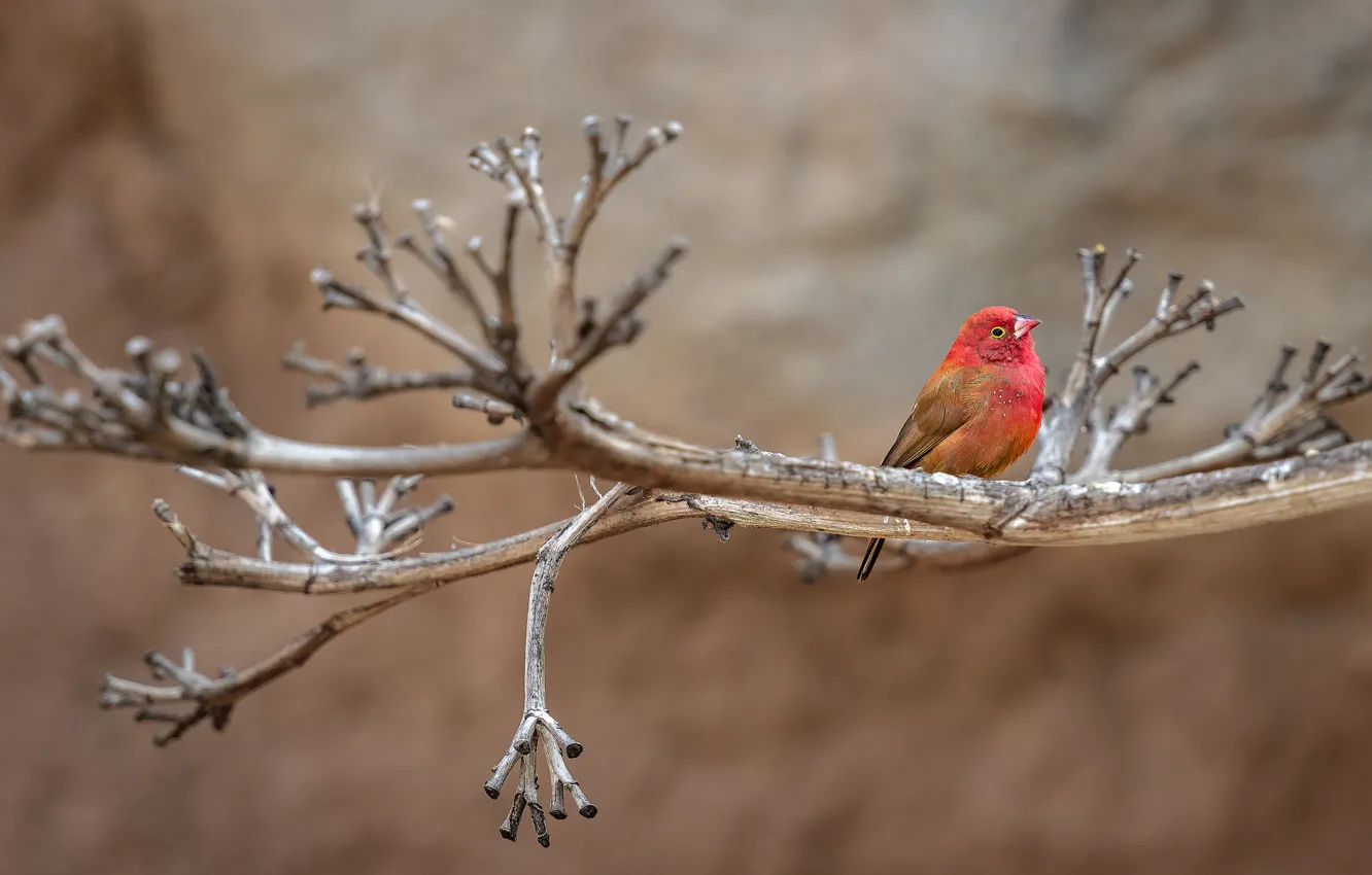 Photo wallpaper branches, bird, baby