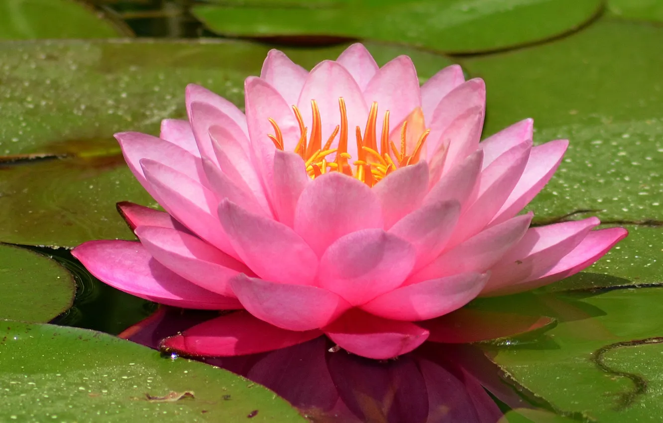 Photo wallpaper Water lily, Water Lily, Pink lily