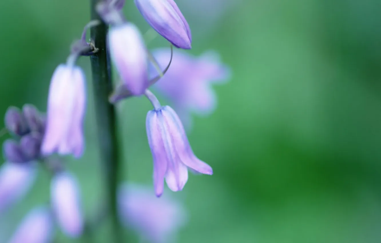 Photo wallpaper greens, macro, flowers, green, plant, spring, bells, spring
