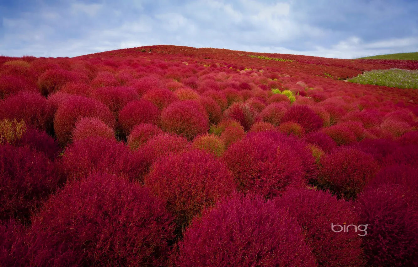Photo wallpaper autumn, forest, the sky, trees, landscape, hills, the crimson