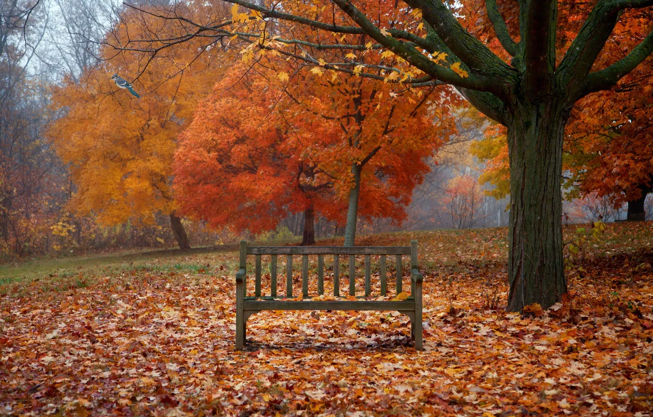Photo wallpaper autumn, leaves, trees, branches, fog, bird, foliage, benches