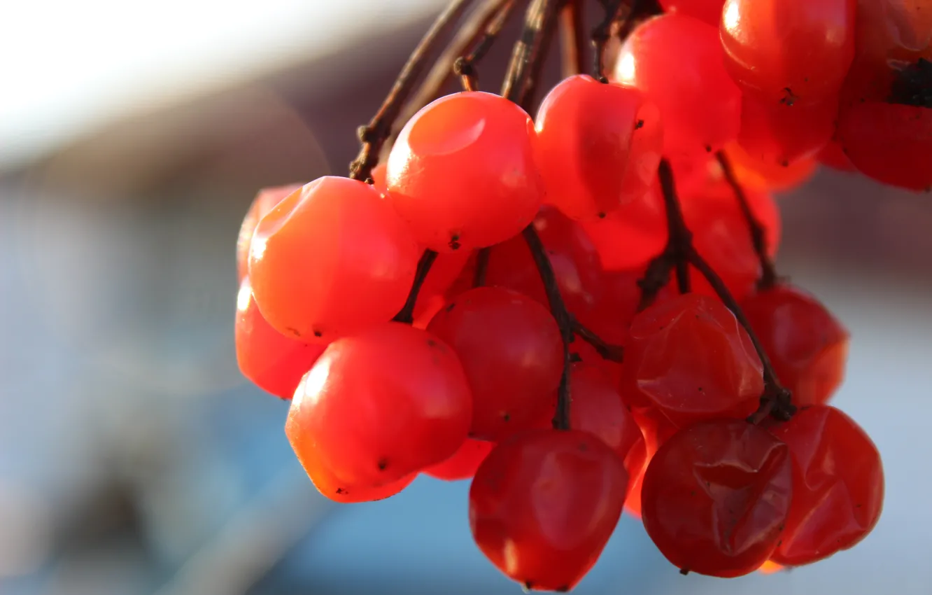Photo wallpaper nature, sun, berries