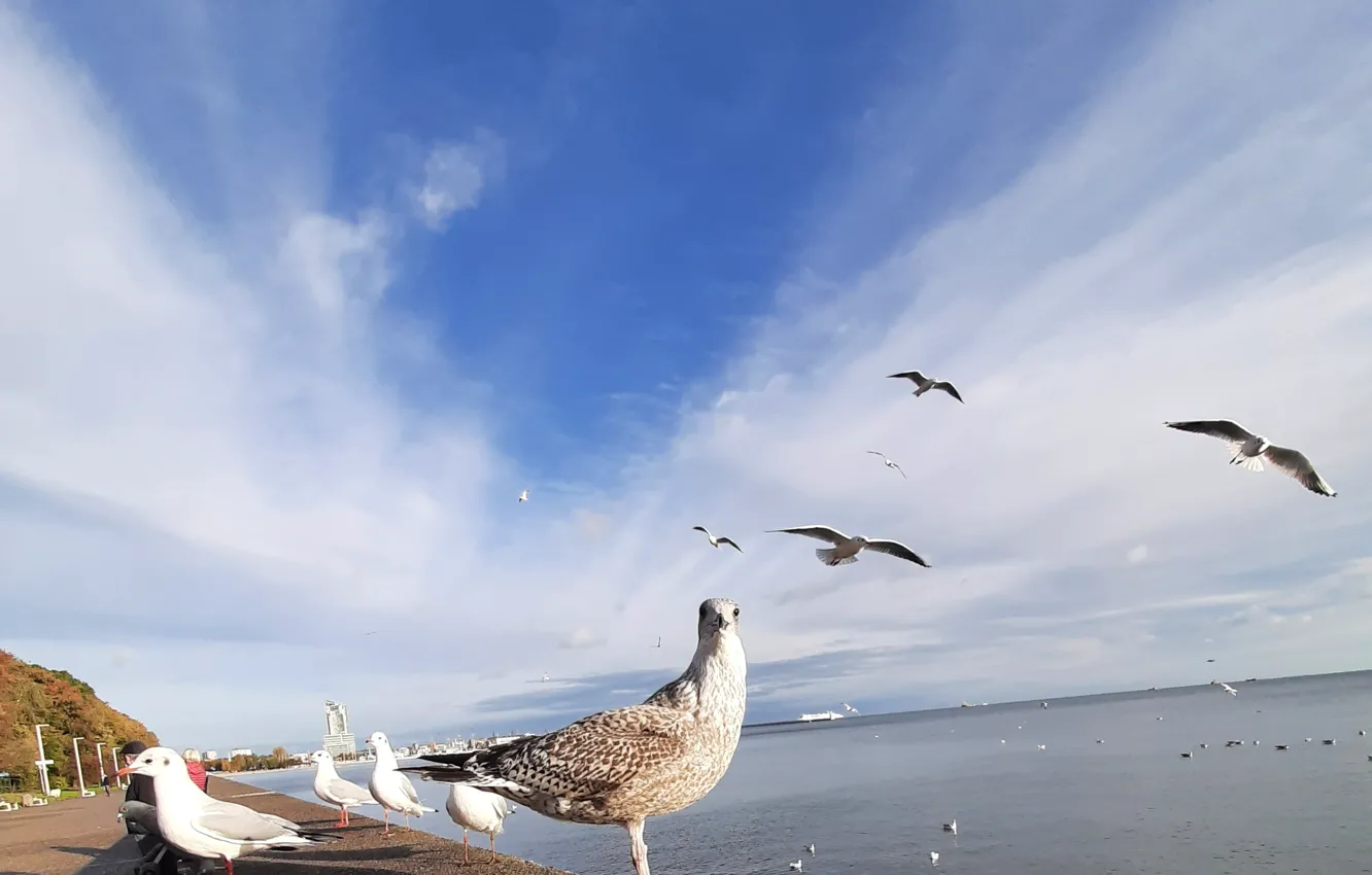 Photo wallpaper Sea, blue sky, Seabirds