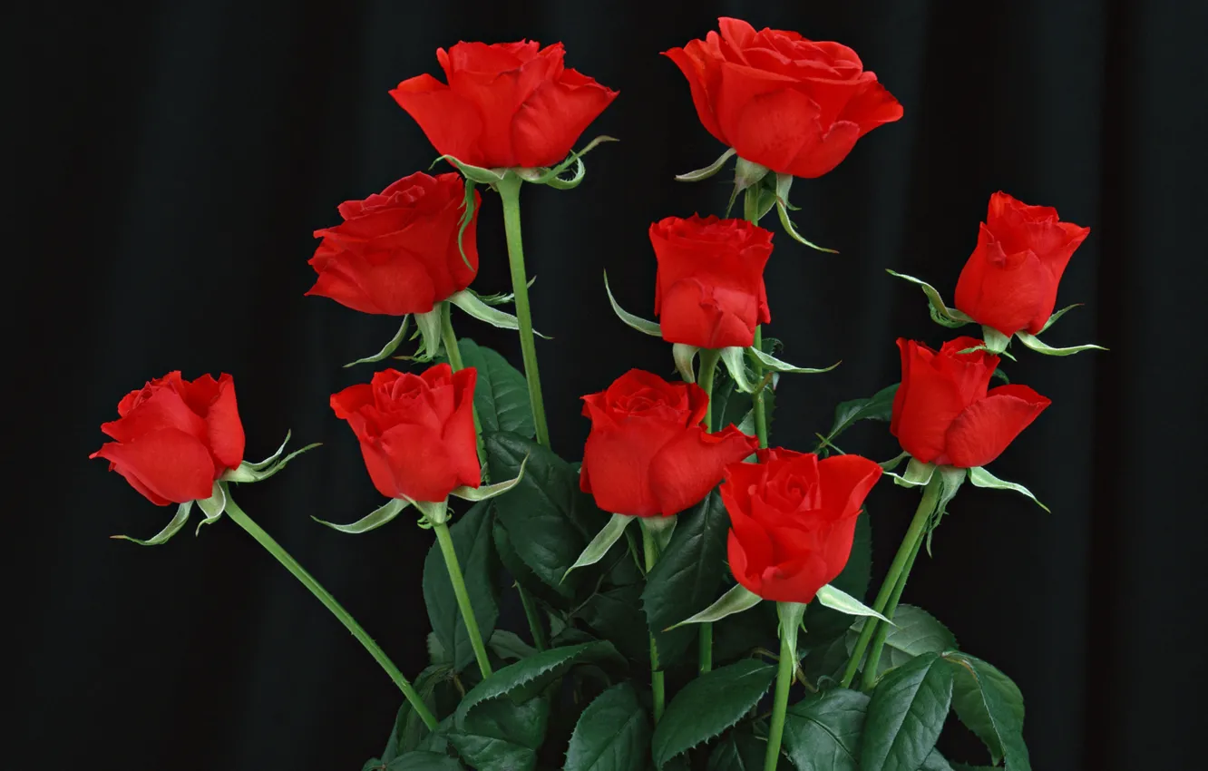 Photo wallpaper Wallpaper, roses, bouquet, buds