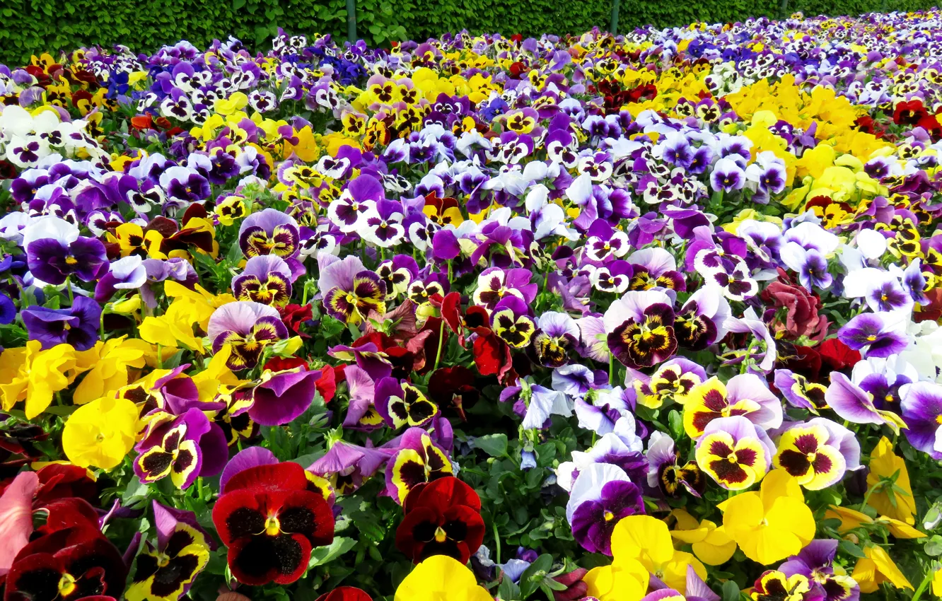 Photo wallpaper flowers, Pansy, colour
