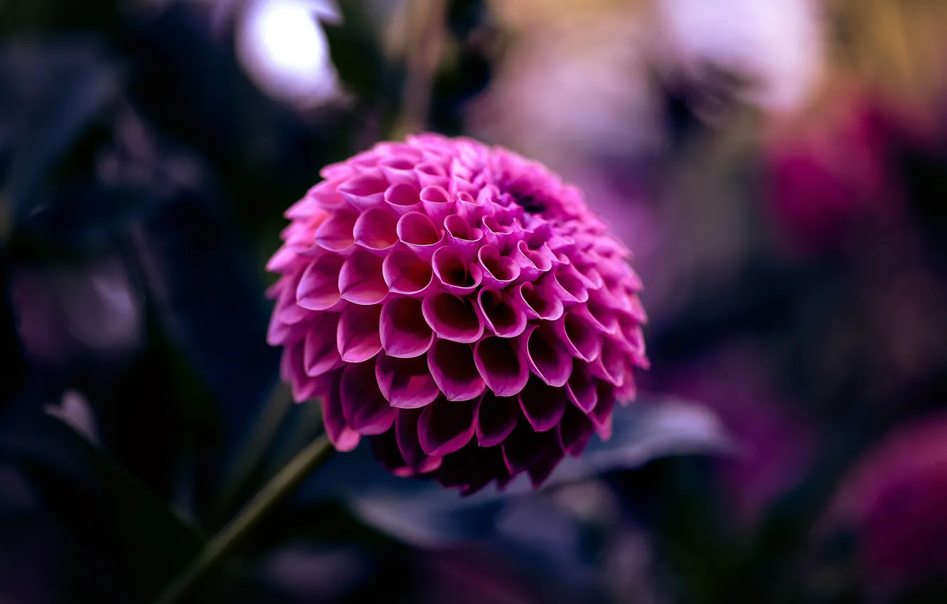 Photo wallpaper flowers, focus, blur, raspberry, dahlias, petals. macro
