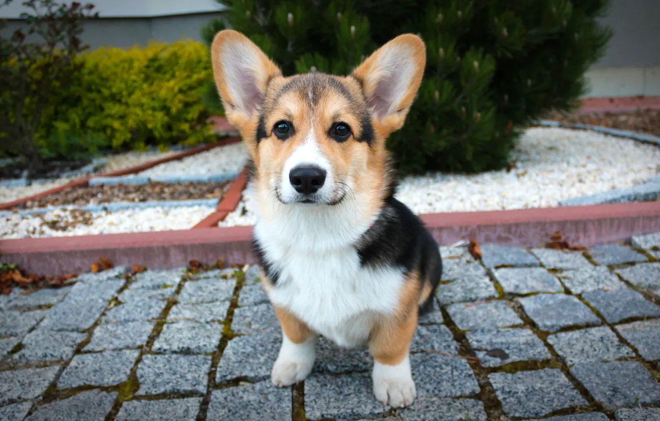 Photo wallpaper dog, dog, Corgi, dog in flowers, Corgi