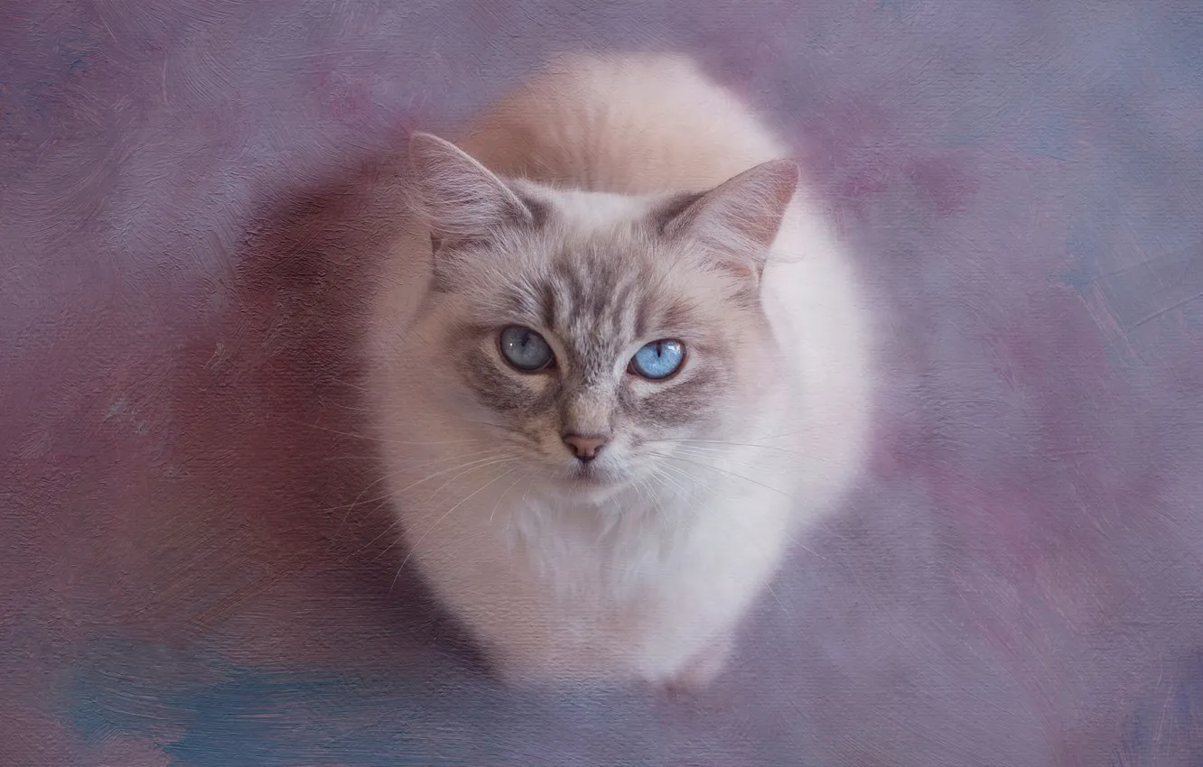 Photo wallpaper cat, eyes, cat, look, face, background, portrait, treatment