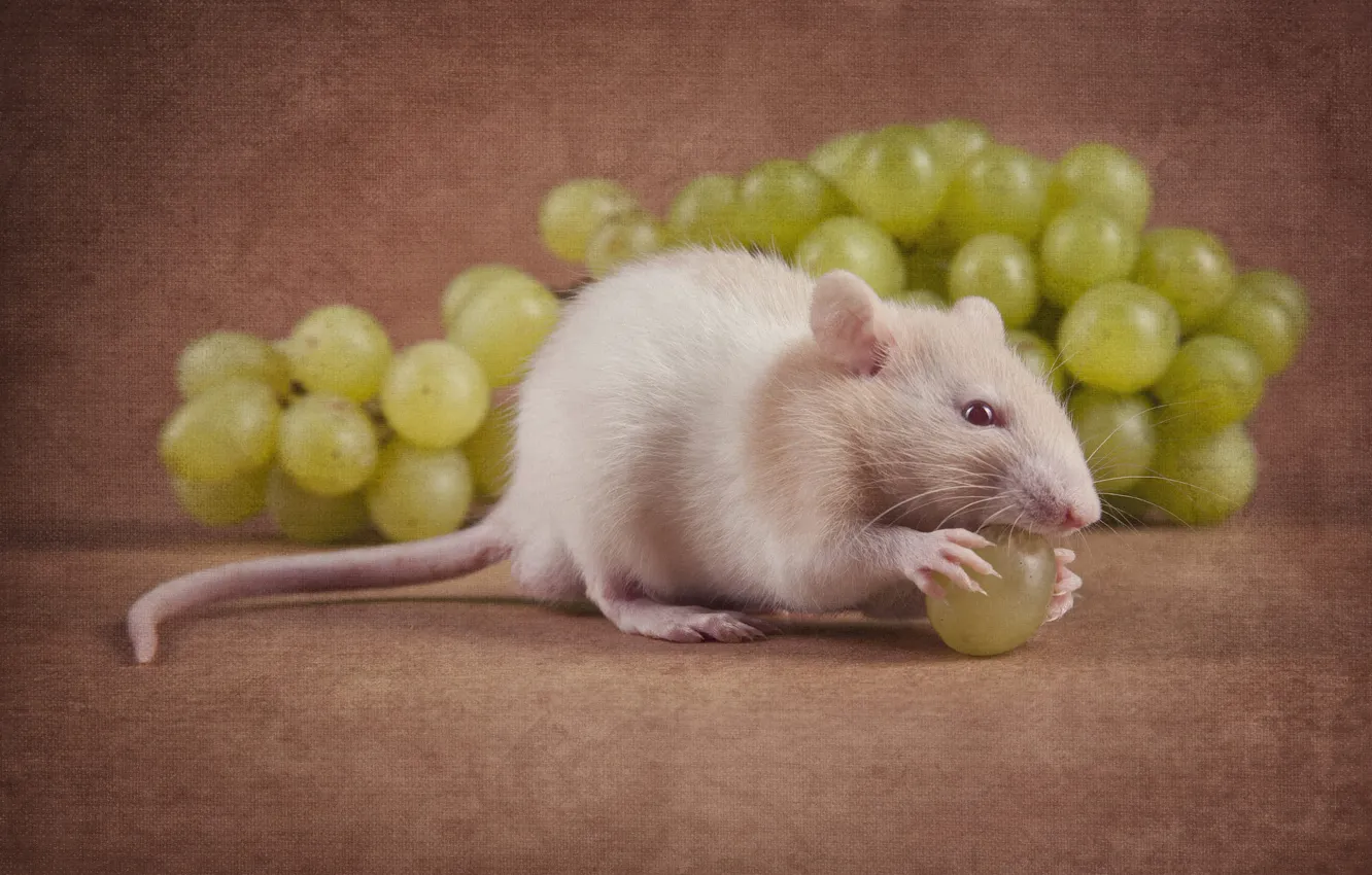 Photo wallpaper pose, mouse, mouse, muzzle, still life, rat