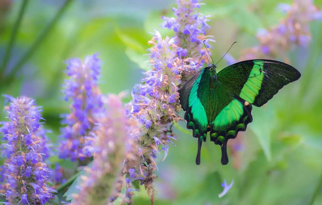 Photo wallpaper macro, flowers, butterfly