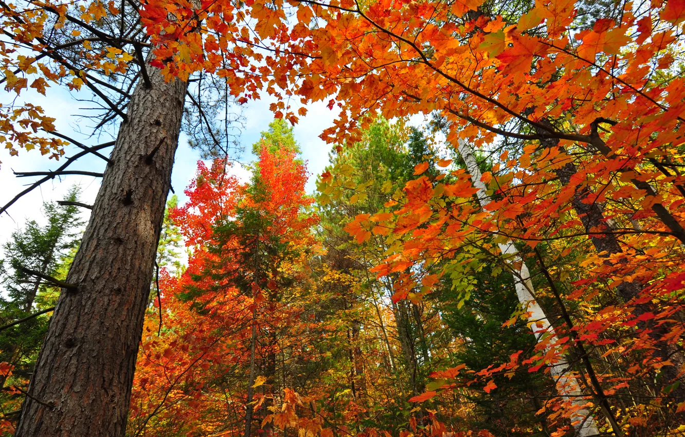 Photo wallpaper autumn, forest, the sky, leaves, trees, trunk