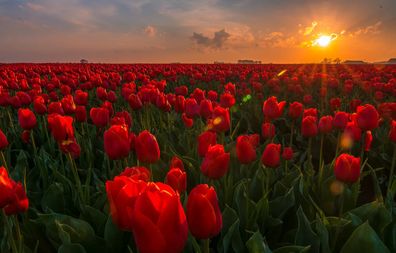 Photo wallpaper field, sunset, flowers, tulips, Netherlands, buds, plantation