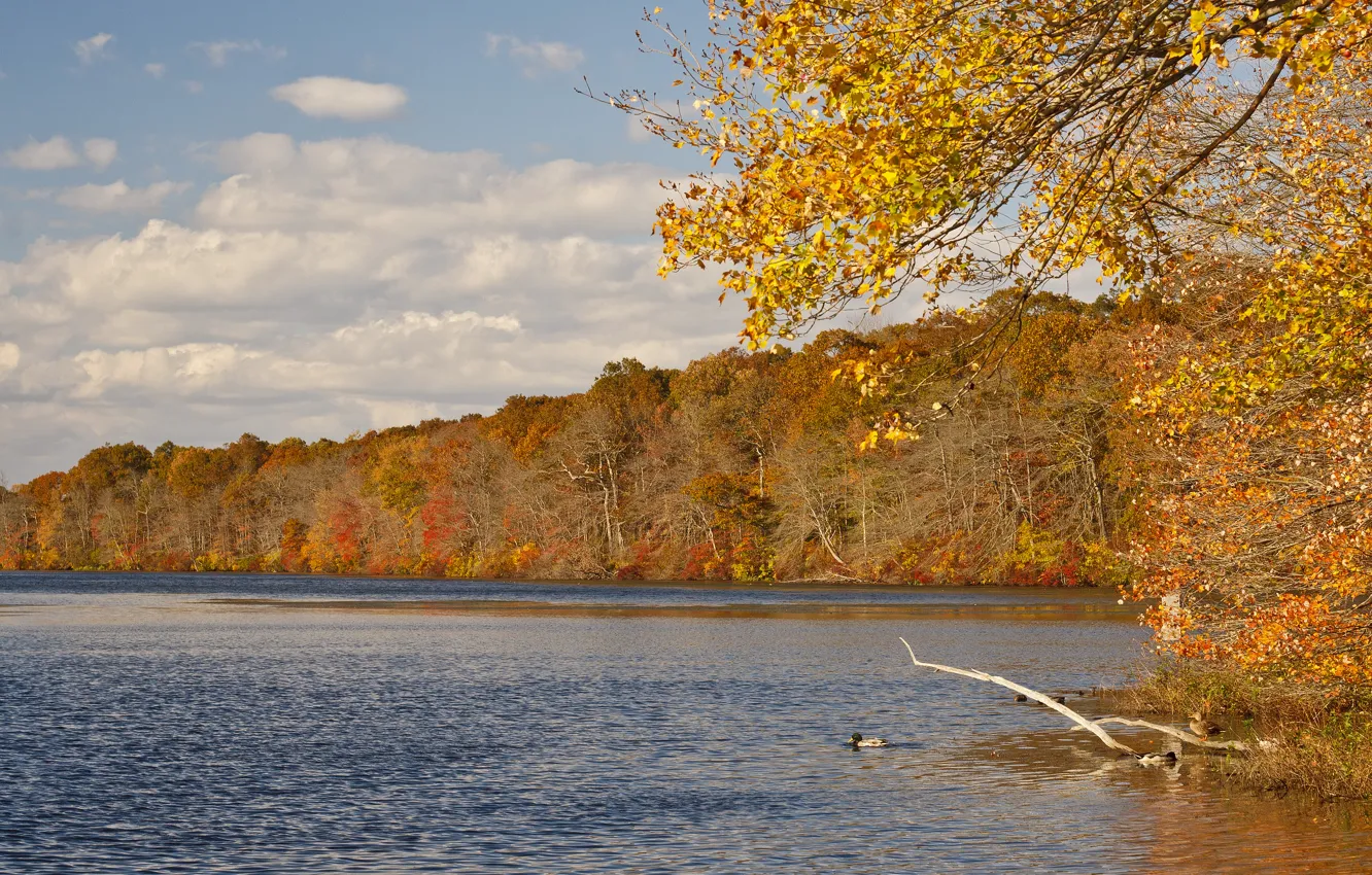 Photo wallpaper autumn, forest, the sky, leaves, water, clouds, trees, river
