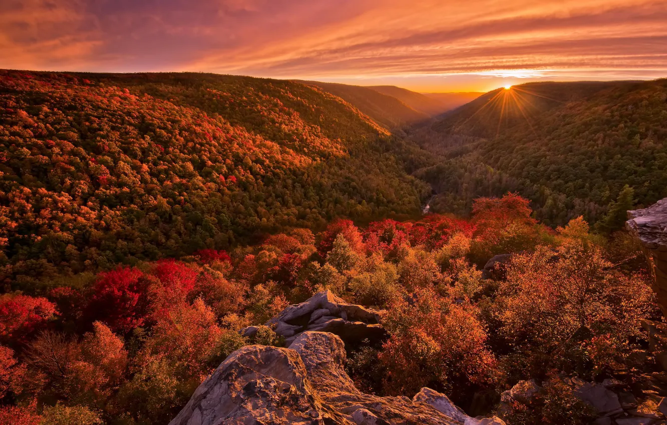 Photo wallpaper autumn, forest, landscape, sunset, paint, light. nature