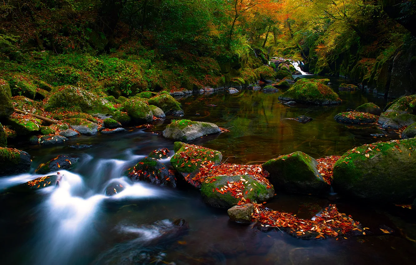 Photo wallpaper autumn, forest, nature, river, stones, foliage, stream