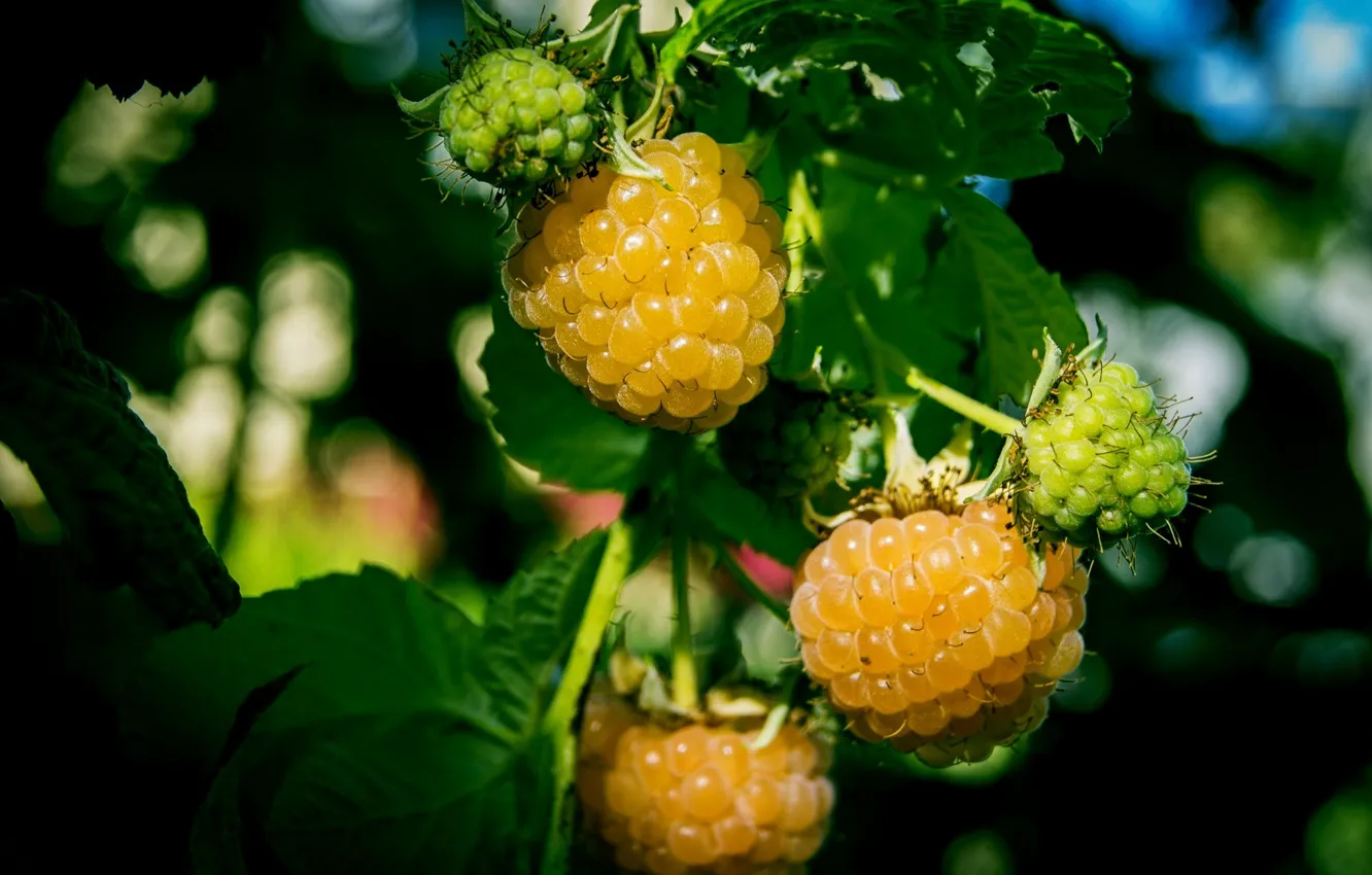 Photo wallpaper nature, berries, raspberry, nature, berries, raspberries