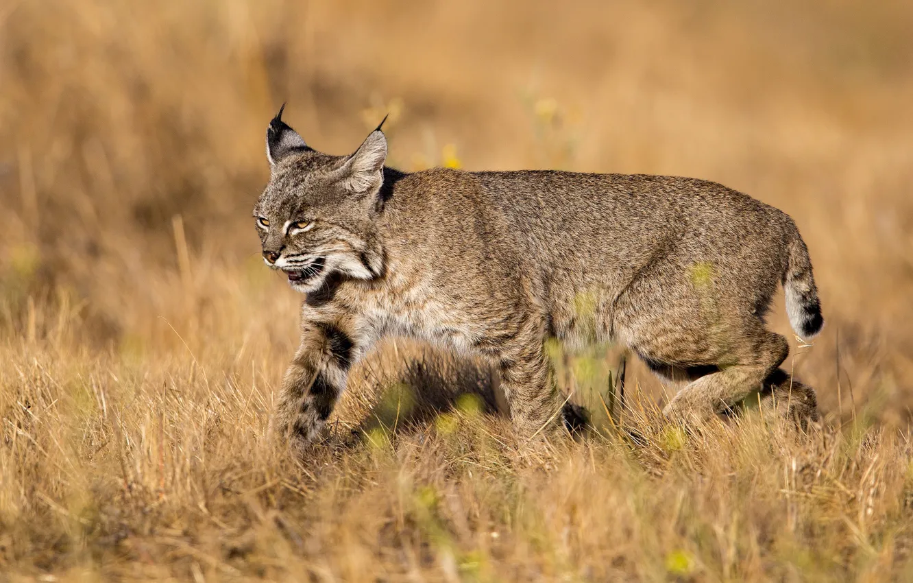 Photo wallpaper field, nature, animal, lynx
