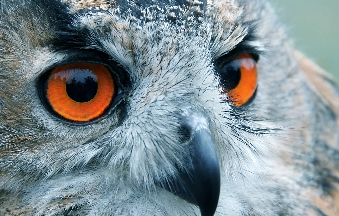 Photo wallpaper eyes, look, reflection, owl, bird, head