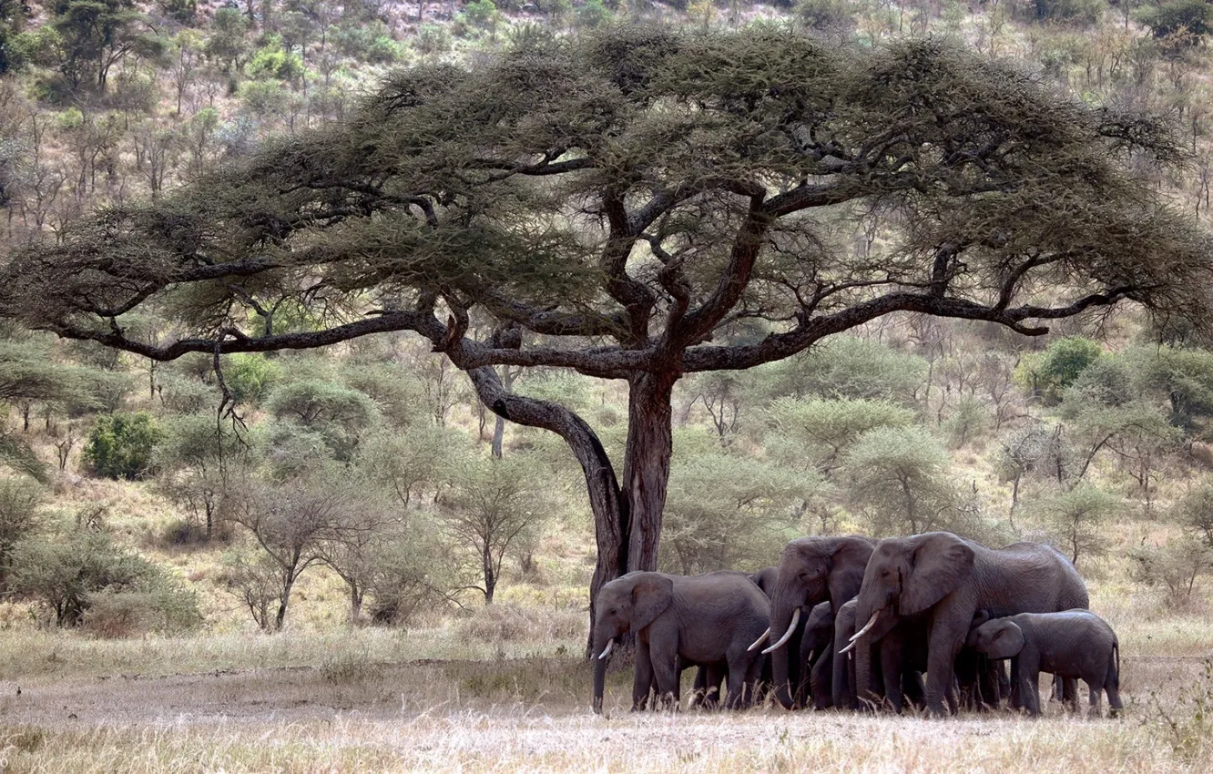 Photo wallpaper Tree, elephants, savanna