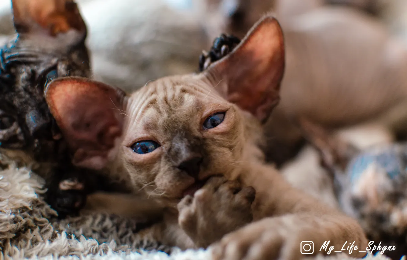 Photo wallpaper Sphynx, Milota, Sphinx kitten, Sphinx, sphynx cat, Sphynx, kitty