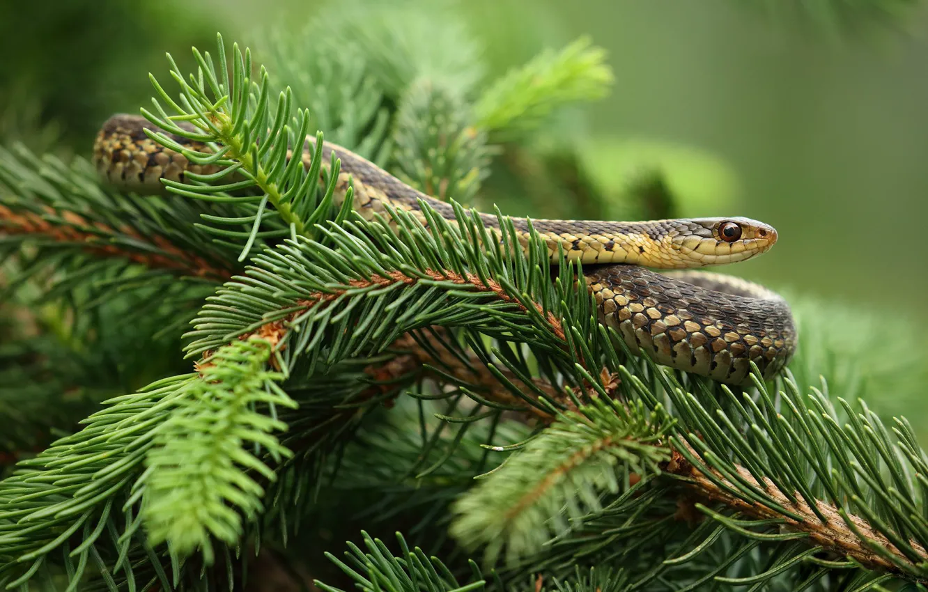 Photo wallpaper snake, pine, a garter snake, garden too