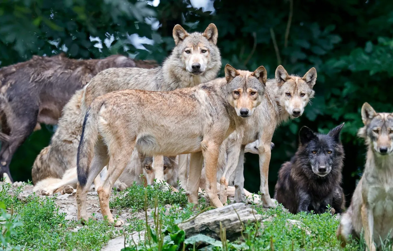 Photo wallpaper animals, snow, Predators, Wolfpack