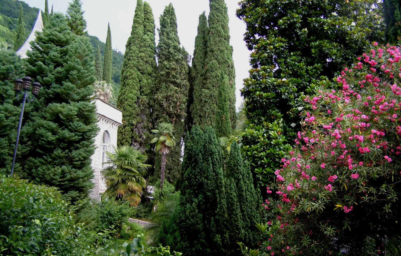 Photo wallpaper nature, Park, nature, park, Abkhazia, Abkhazia, Gagra, Gagra