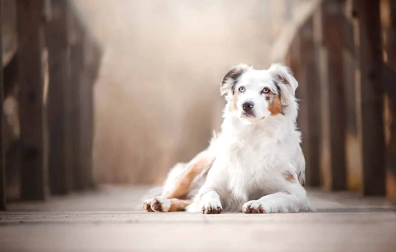 Photo wallpaper bridge, dog, bokeh, Australian shepherd, Aussie