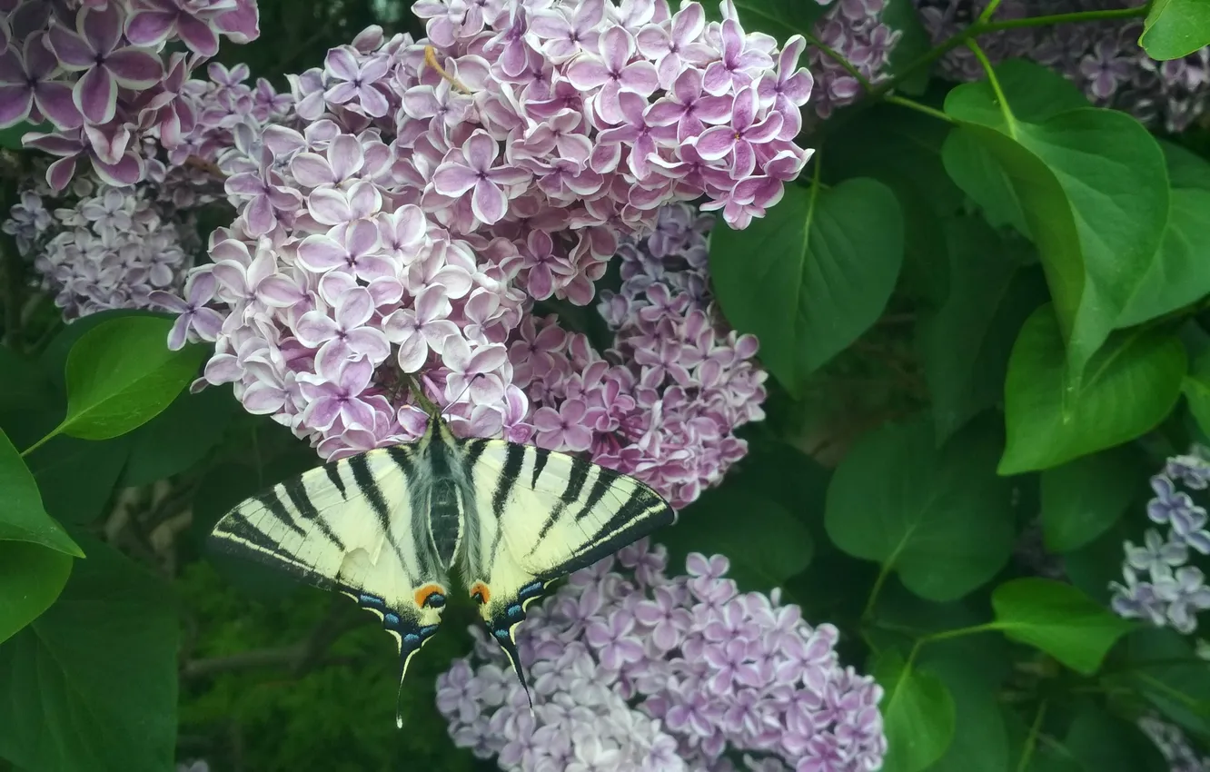 Photo wallpaper leaves, macro, butterfly, wings, beautiful, flowering, lilac, closeup