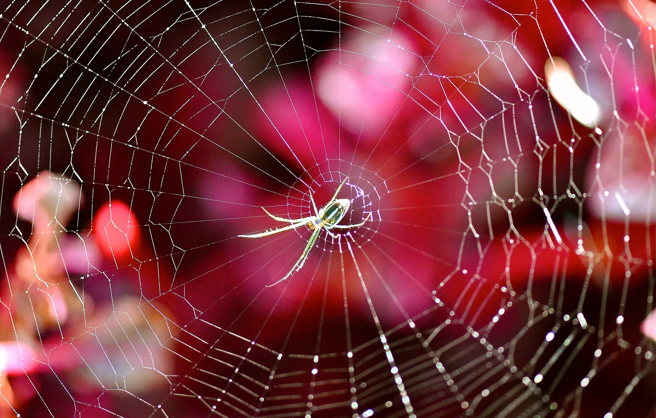 Photo wallpaper light, nature, web, spider