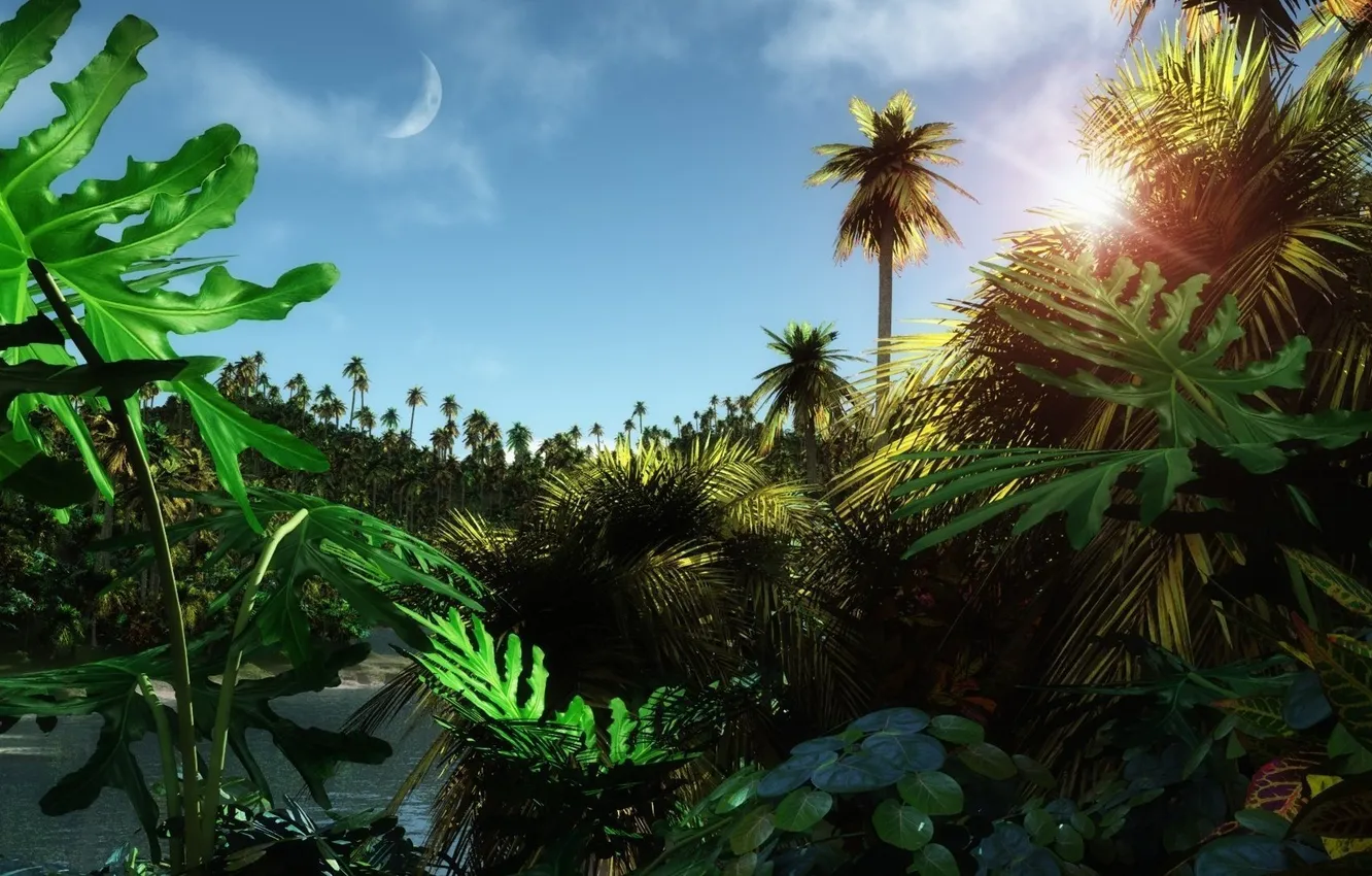 Photo wallpaper forest, tropics, palm trees