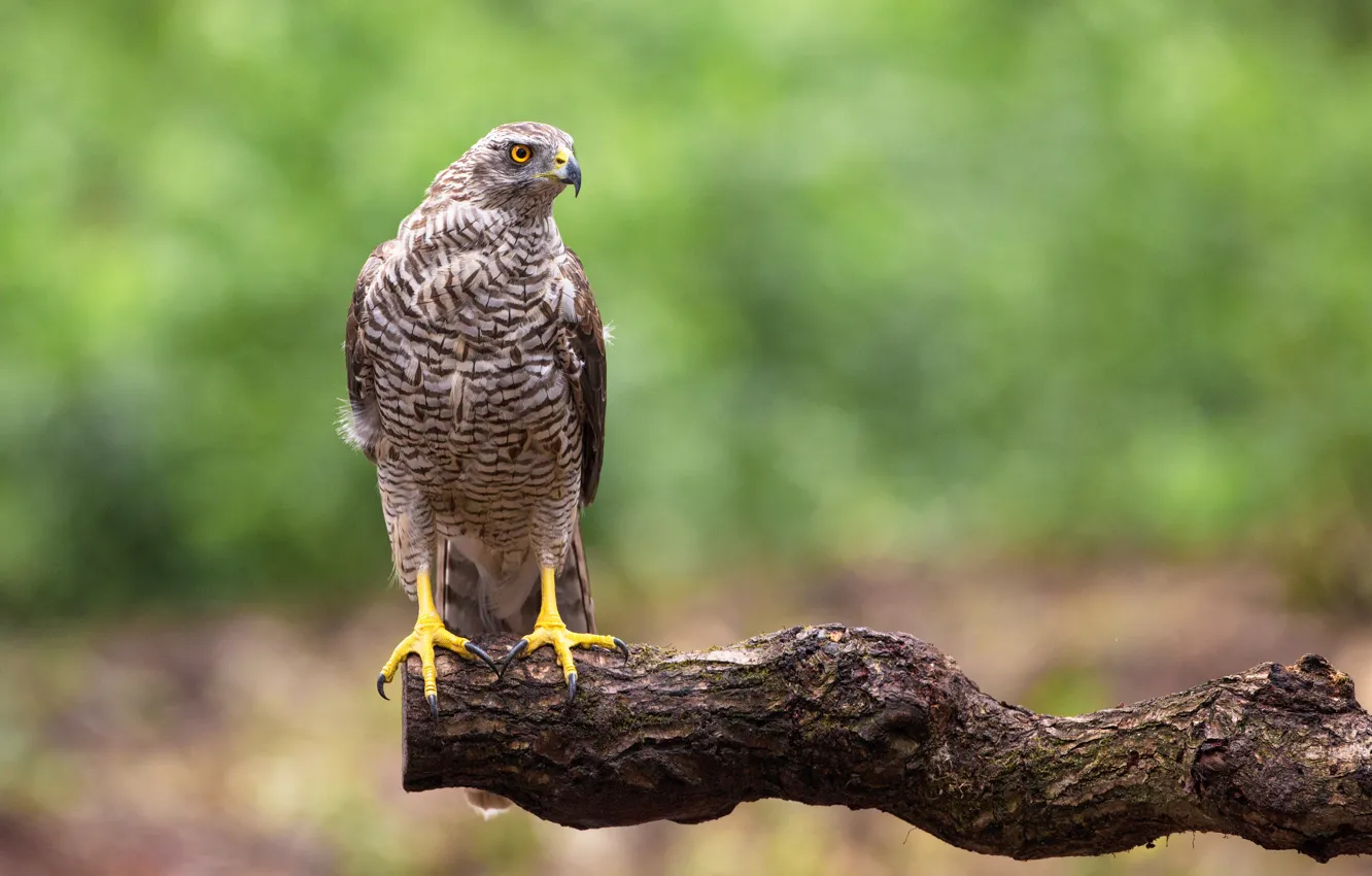 Photo wallpaper bird, predator, Goshawk