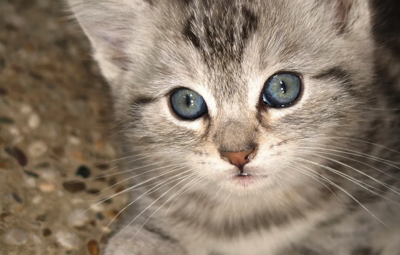 Photo wallpaper look, kitty