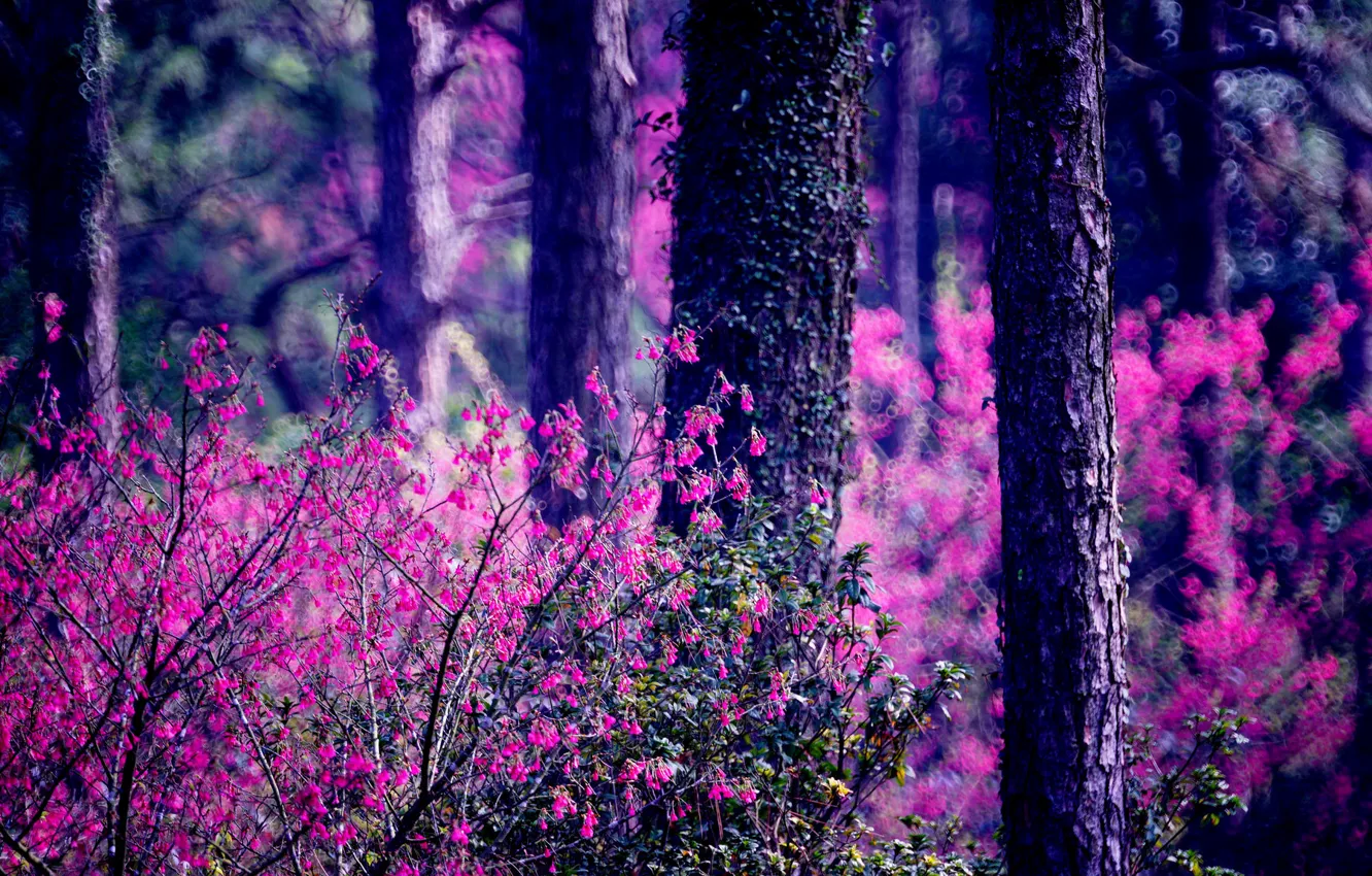 Photo wallpaper forest, trees, nature, the bushes