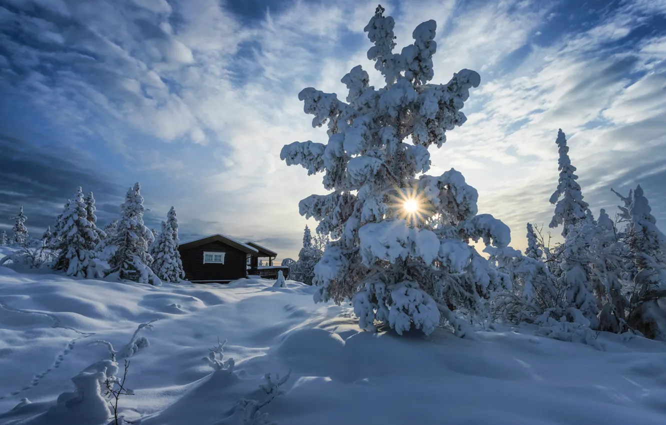 Photo wallpaper winter, the sun, rays, snow, trees, landscape, nature, home