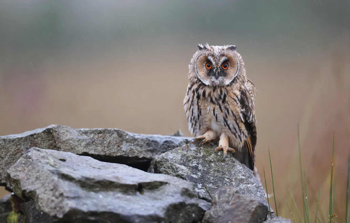 Photo wallpaper stones, owl, bird