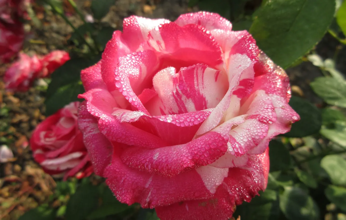Photo wallpaper pink, rose, petals, pockmarked, mamala ©