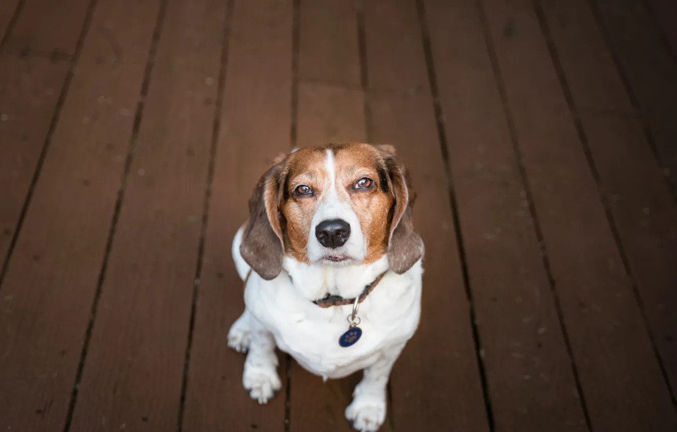 Photo wallpaper dog, collar, looks