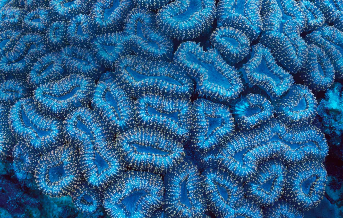 Photo wallpaper The Pacific ocean, Palau, fluorescent coral