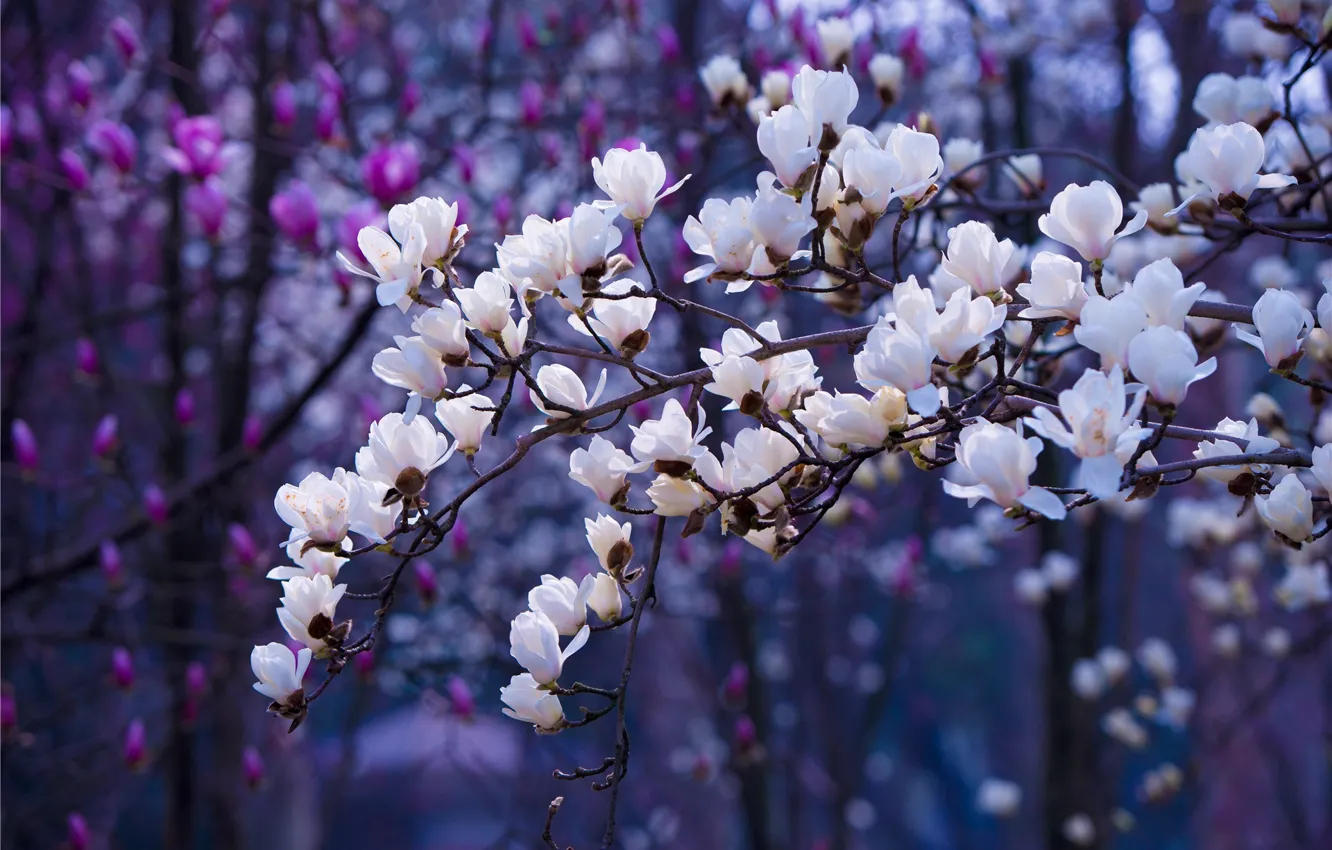 Photo wallpaper trees, flowering, blooming