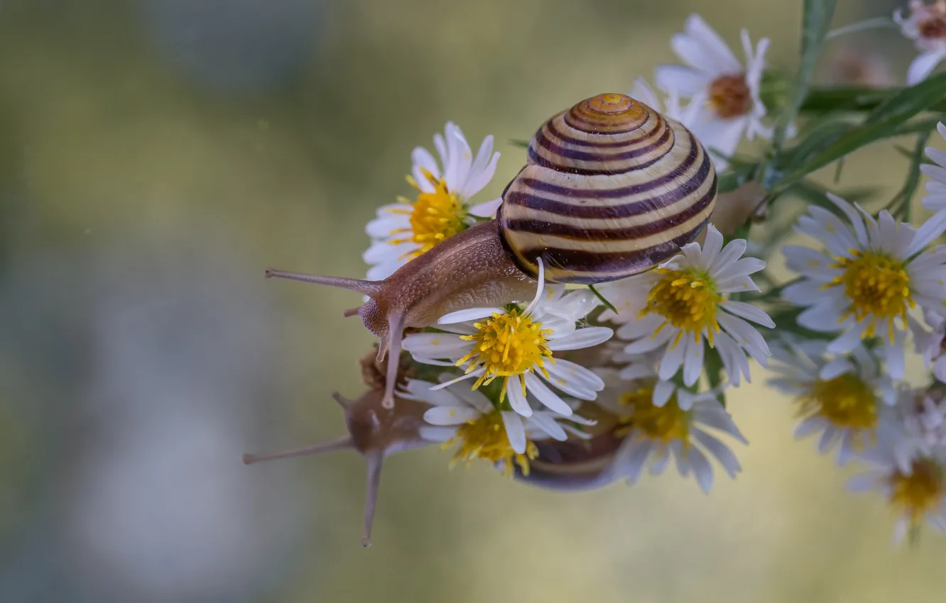 Photo wallpaper macro, flowers, reflection, snail