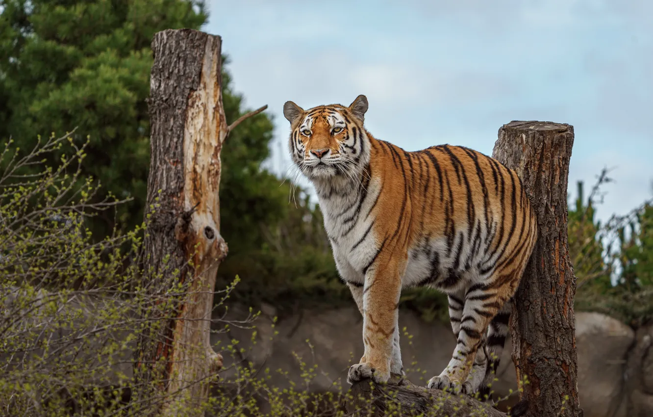 Photo wallpaper look, face, nature, tiger, pose