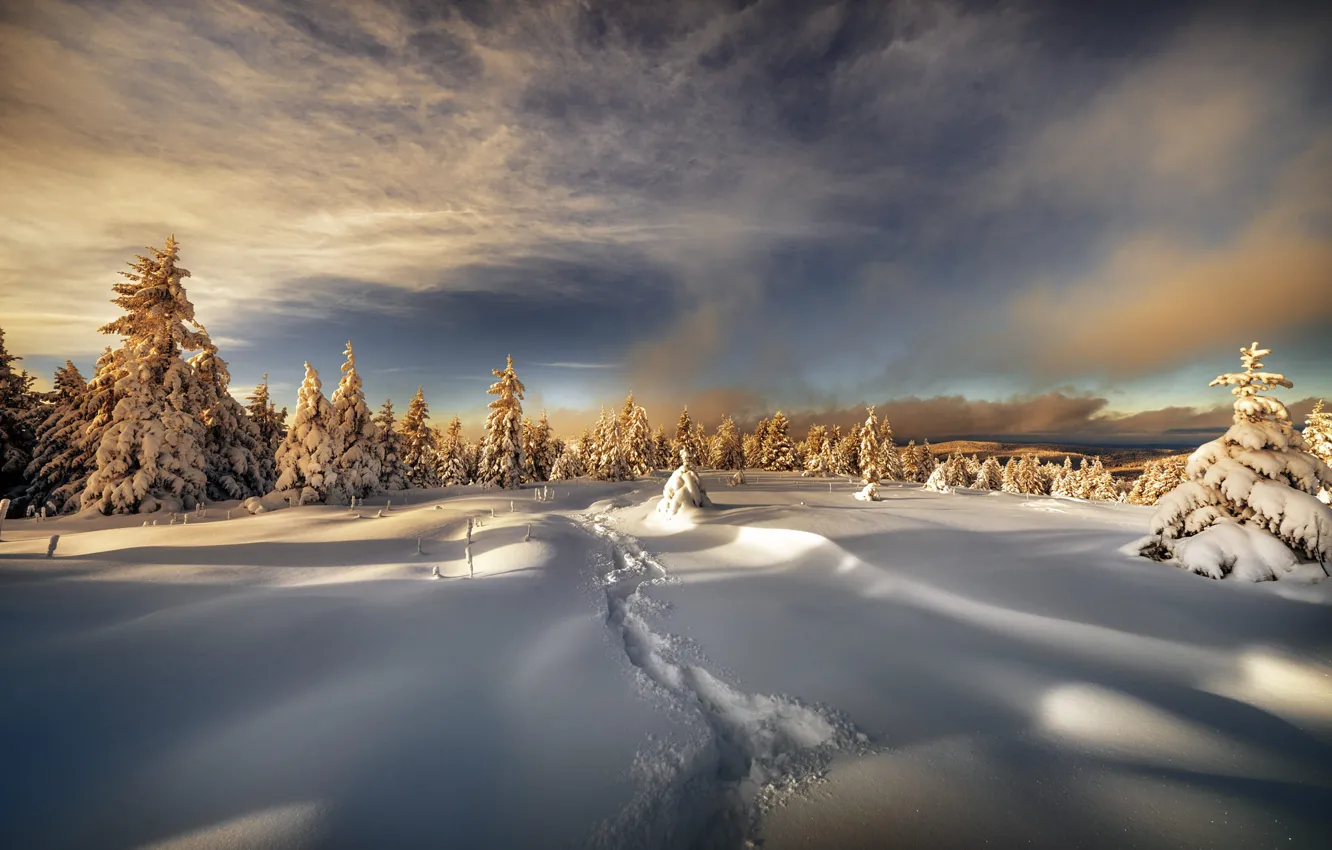 Photo wallpaper winter, forest, the sky, clouds, light, snow, sunset, traces