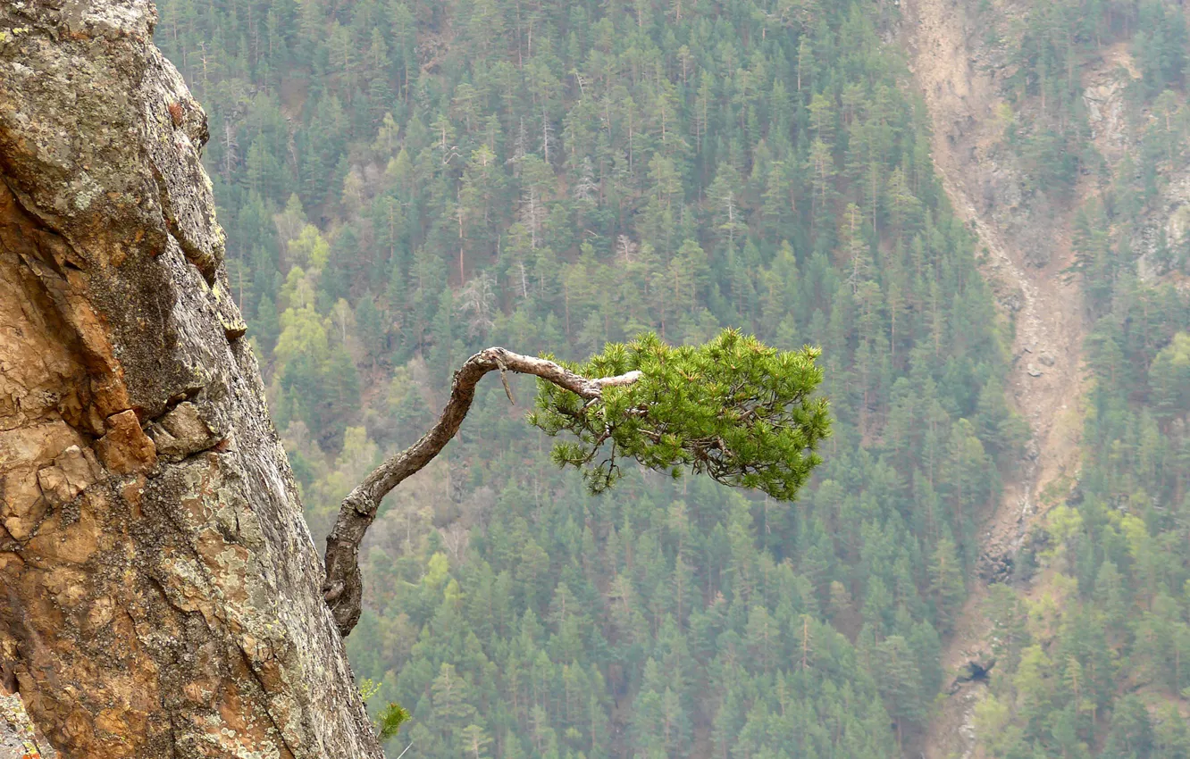 Photo wallpaper mountains, life, rocks, pine