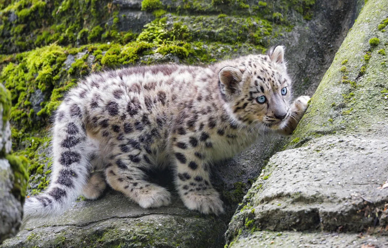Photo wallpaper IRBIS, snow leopard, cub, kitty