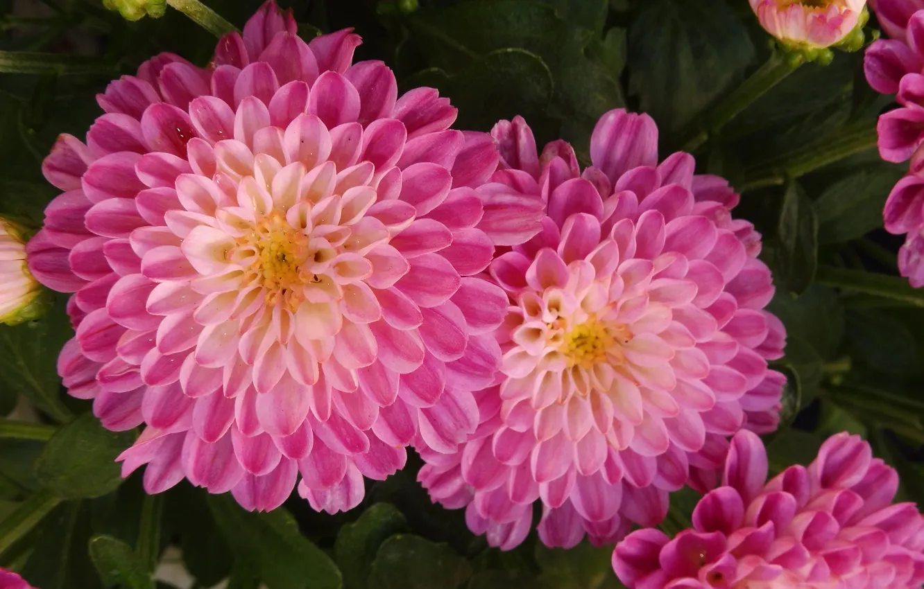 Photo wallpaper flowers, pink, chrysanthemum