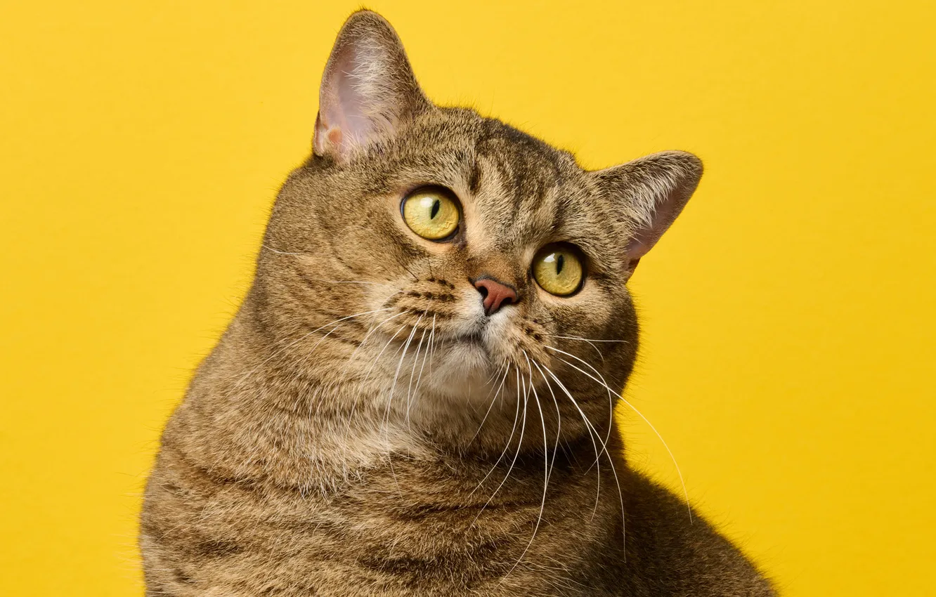 Photo wallpaper cat, cat, mustache, look, pose, portrait, face, sitting