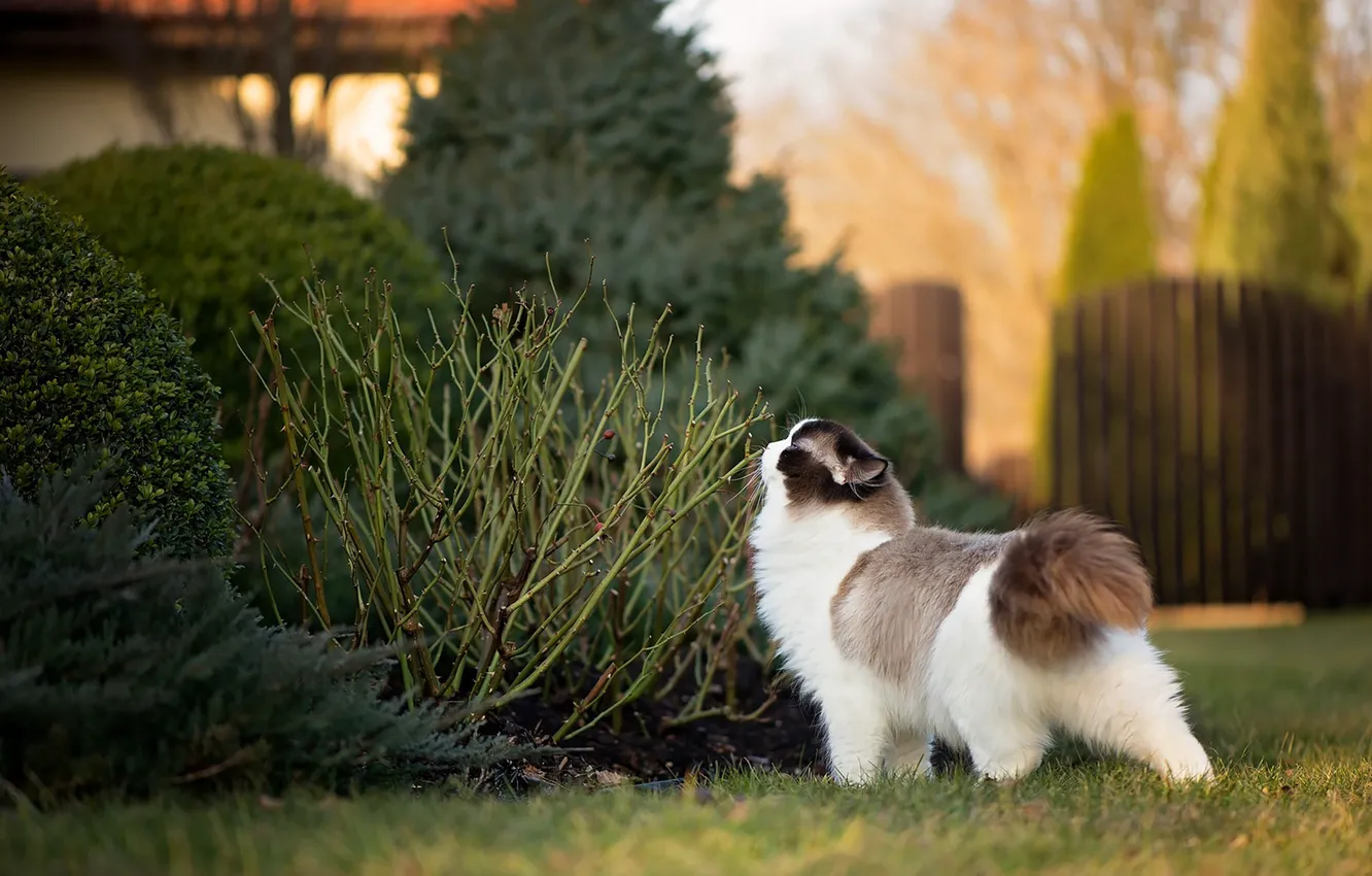 Photo wallpaper cat, cat, walk, the bushes, Ragdoll