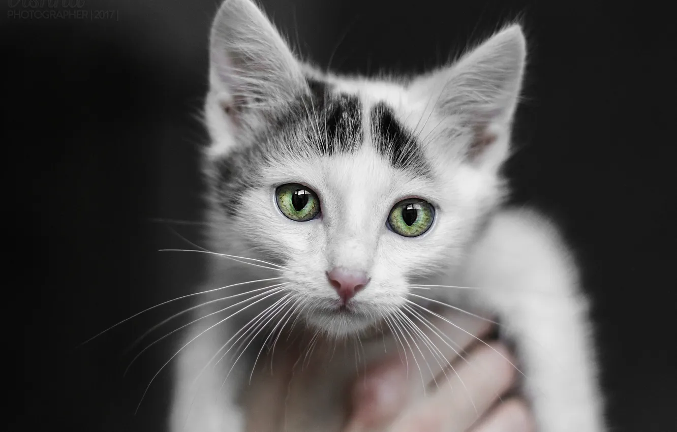 Photo wallpaper cat, white, eyes, cat, look, kitty, cat, Kote